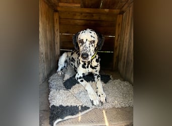 Perdita, bildhübsche Dalmatiner Hündin geb. 04/2021
