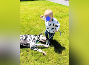 Askan, sanfmütiger Dalmatiner mit Handicap geb. 2021
