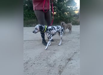 Perdita, bildhübsche Dalmatiner Hündin geb. 04/2021