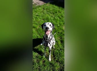 Askan, sanfmütiger Dalmatiner mit Handicap geb. 2021