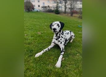 Askan, sanfmütiger Dalmatiner mit Handicap geb. 2021