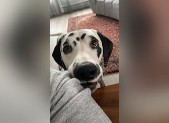 Askan, sanfmütiger Dalmatiner mit Handicap geb. 2021