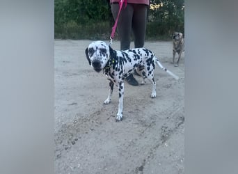 Perdita, bildhübsche Dalmatiner Hündin geb. 04/2021