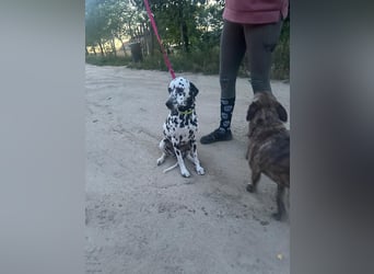 Perdita, bildhübsche Dalmatiner Hündin geb. 04/2021