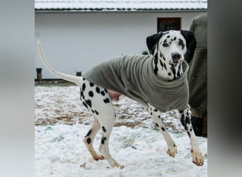 Askan, sanfmütiger Dalmatiner mit Handicap geb. 2021