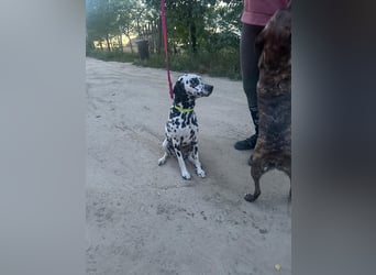 Perdita, bildhübsche Dalmatiner Hündin geb. 04/2021
