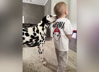 Askan, sanfmütiger Dalmatiner mit Handicap geb. 2021