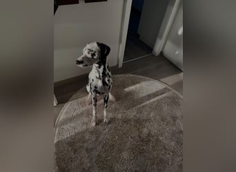 Askan, sanfmütiger Dalmatiner mit Handicap geb. 2021