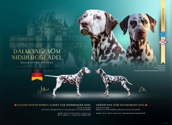 Ella & Albert präsentieren: Weiß-braune Dalmatiner mit sattem Pigment & Top Stammbaum
