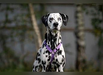 Hübsche Gloria sucht ihre Menschen