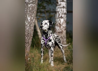 Aktives Zuhause für Gloria gesucht