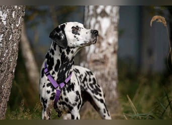 Freundliche Gloria sucht perfektes Zuhause