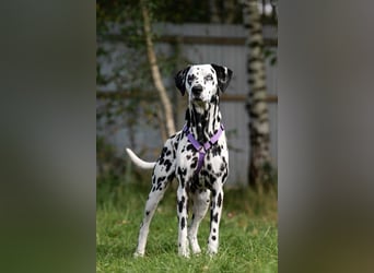 Hübsche Gloria sucht ihre Menschen