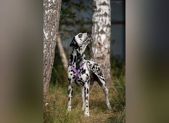 Freundliche Gloria sucht perfektes Zuhause