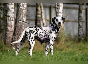 Hübsche Gloria sucht liebevolles Zuhause