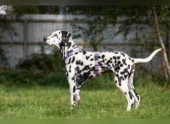 Hübsche Gloria sucht ihre Menschen