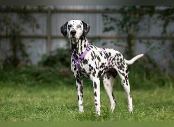 Selbstbewusste Gloria sucht ihre Familie