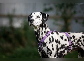 Hübsche Gloria sucht liebevolles Zuhause