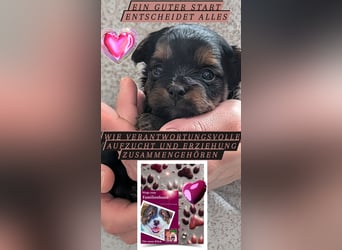 Das Buch zum Welpen: Wege zum Familienhund