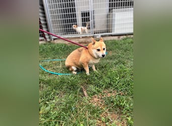Kira PP – sensible Shiba Inu-Dame sucht einfühlsame Menschen