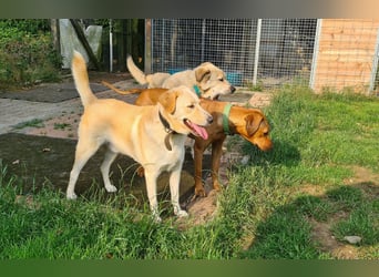 Monty sucht seine Familie