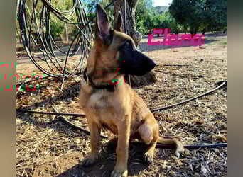 Clara geb. 04/2025 (ESP) - verspielte, lebensfrohe und gesellige Malinois Welpin!