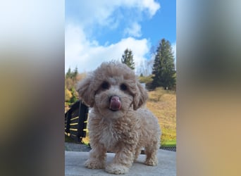 maltipoo Welpen Stammbaum