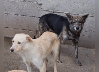 Nala wünscht sich ein Zuhause