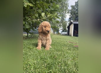 Aussiedoodle / Aussiepoo  F1b