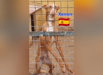 Xenon, geb.08/23, - fröhlicher,sozialer Podenco sucht seine Menschen
