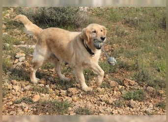 Tolle, liebevolle, aktive Traumhündin Nika, Golden Retriever