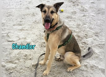 Chandler 10/21 (in Deutschland) - sportlicher, verspielter & gelehriger Rüde, ein toller Begleiter!