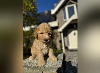 GoldenDoodle Welpen 