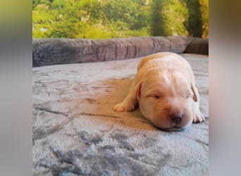 Reinrassige Labradorwelpen