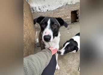 YADE, Hündin, 1,5 Jahre, 50 cm, Mischling, Tierschutz