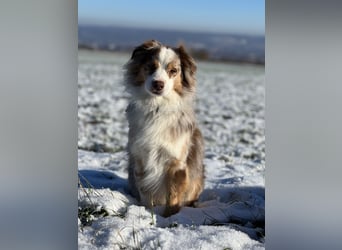 Liebenswerter Familienhund Maex sucht neues Zuhause