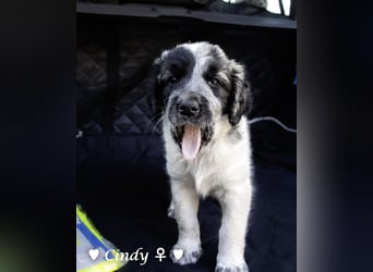 Cecilia, Cindy und Carla suchen ab Mitte Juli ein Zuhause