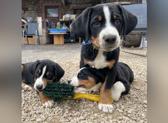 Appenzeller Sennenhund Welpe Rüde reinrassig
