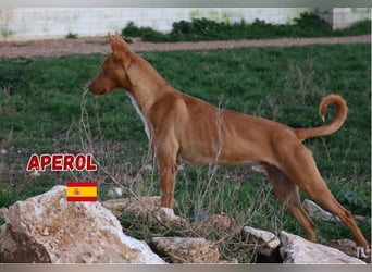 Aperol,geb.06/20,lieber Podenco Rüde sucht seine Familie