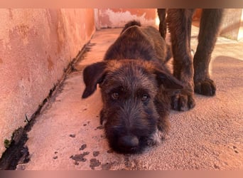 Bombón  sucht ein Zuhause