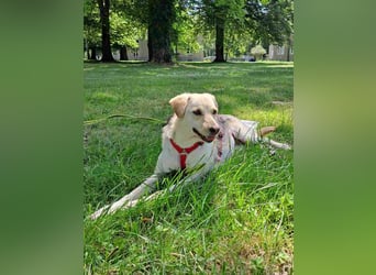 ⭐️MELLI⭐️, Hündin, 2 Jahre, 40 cm, Mischling, Tierschutz