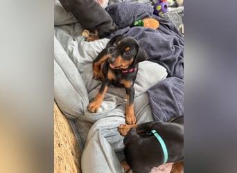 Deutsche Pinscher Welpen