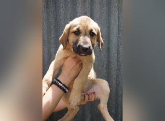 Ronja- Kulleraugen auf vier Pfoten
