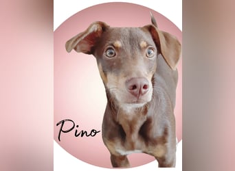Pino, ein zarter freundlicher Bub