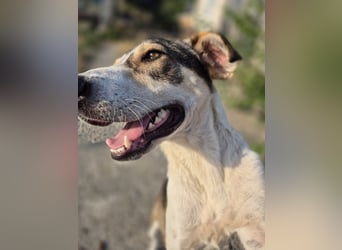 ALINA, Hündin, 3 Jahre, 50 cm, Mischling, Tierschutz