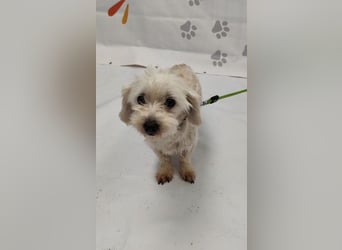 NALA - die lustige und liebe kleine Maus möchte so gerne ein glückliches Familienmitglied sein...