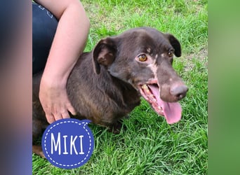 Miki ein Beast der Beauty sucht