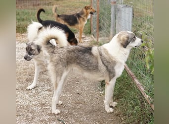Balou, geb. ca. 05/2022, lebt in GRIECHENLAND, im städt. Tierheim Serres