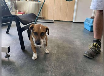 Rocky hat sein Zuhause verloren