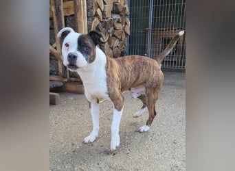 Momo ❤️ loyal, verschmust sucht Zuhause!
